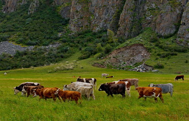 Russia. Mountain Altai. A small herd of cows graze peacefully in the valley of the Chulyshman river.