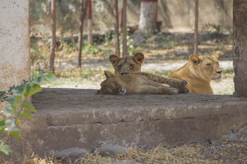Aggressive and Conscious Mother lioness looking around her cub and curious about hunters and...