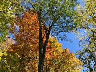 autumn trees in the park