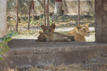 Aggressive and Conscious Mother lioness looking around her cub and curious about hunters and poachers, Asiatic lioness and cub in zoo park, Wild life  habitat and conservation  