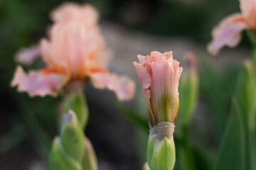 Blossoming cream beige iris flower close-up