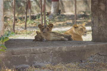 Aggressive and Conscious Mother lioness looking around her cub and curious about hunters and...