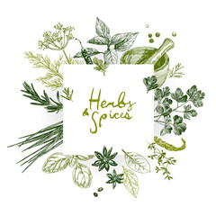 Herbs and spices set, culinary design template © liliya shlapak