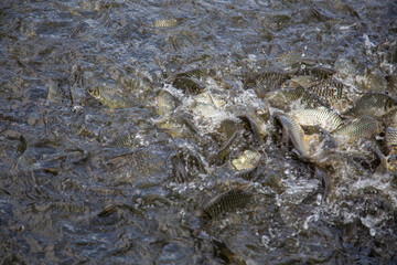 Many fish in the water scramble to eat