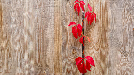 Fototapeta na wymiar Old rustic wooden surface. Boards for background and construction. Brown texture. Autumn lunch concept.