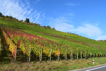 bunte Weinberge über Klotten an der Mosel