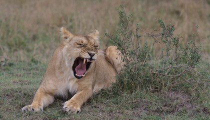 Fototapeta na wymiar lion yawning and showing sharp teeth in the wild while lying down in the masai mara kenya 