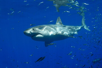 Great white shark in the blue