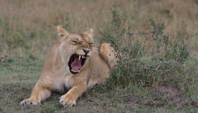 lion yawning and showing sharp teeth in the wild while lying down in the masai mara kenya 