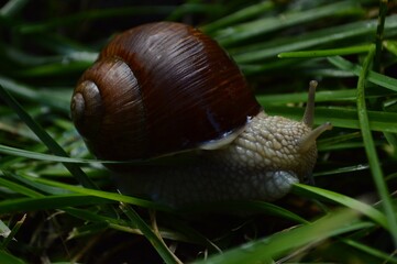 snail on a leaf