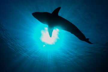 Fototapeta premium Silhouette of great white shark