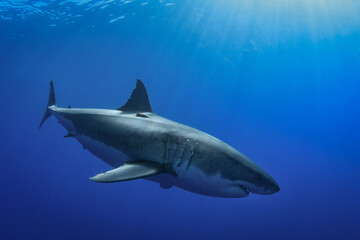 Obraz na płótnie Canvas Great white shark at Guadalupe Island