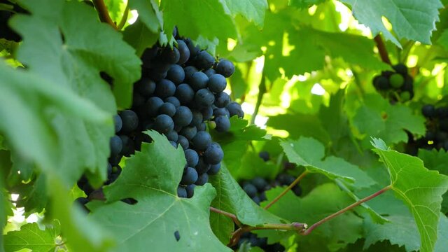 Dark purple (black) grape berries bunch and green leaves around, close up shot of common Vitis vinifera, sun light blink through foliage. Middle of summer time at European country