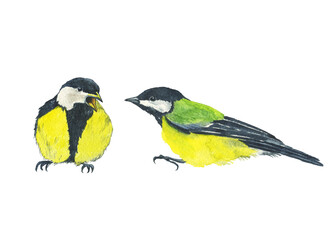 Titmouse and chick or baby bird isolated on white background. Watercolor hand drawing illustration. Perfect for print, card, poster. Tomtit or great tit bird.