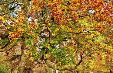 Herbstlich bunter Baum