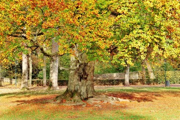 Im herbstlichen Park