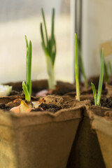 Green growing onions planted in a peat container