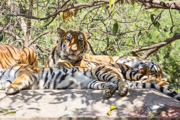 Fototapeta na wymiar A young Tiger yawning, Indian Tiger family sitting on rooftop in jungle and looking for hunt or prey,Indian national animal Tiger Family in zoo park background Image 
