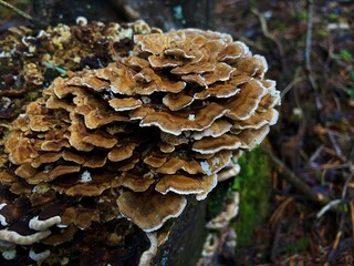mushrooms in the forest