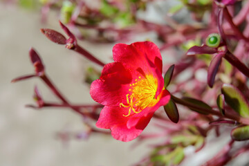 Portulaca grandiflora or moss rose on bokeh background
