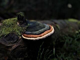 mushroom in the forest