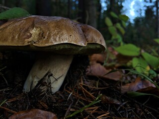mushrooms in the forest
