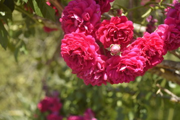 Rococo pink rose bud amidst already flowered roses - Rosa polyantha
