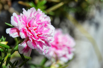Portulaca grandiflora or moss rose on bokeh background
