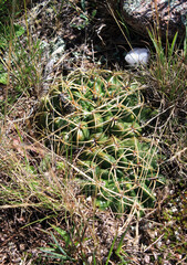 Exotic flora. Closeup of a Gymnocalycium monvillei green cactus with long yellow thorns, growing in its natural habitat. 