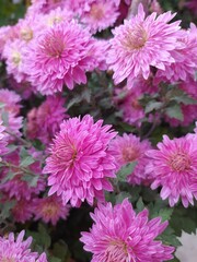 pink chrysanthemum flowers