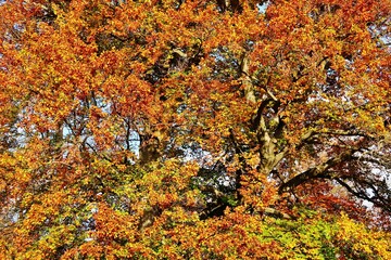 Herbstlich bunter Baum