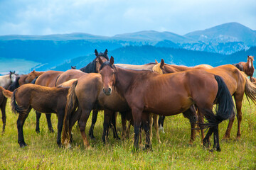 Fototapeta na wymiar Herd of horses in the mountains of Kazakhstan