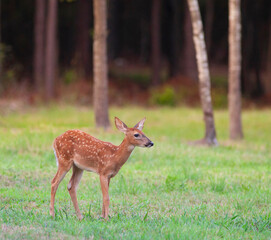 Lonely whitetail deer fawn