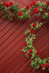 Fototapeta na wymiar Red rose on a background of an old red wood.