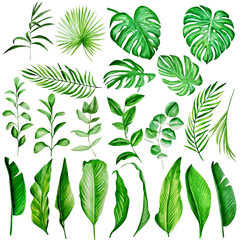 set of tropical leaves. watercolor illustration