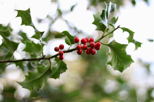Christmas scene showing holly with red berries with copy space
