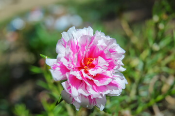 Portulaca grandiflora or moss rose on bokeh background