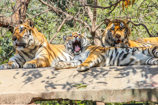 A young Tiger cub yawning, Indian Tiger family sitting on rooftop in jungle and looking for hunt or prey,Indian national animal Tiger Family in zoo park background Image  