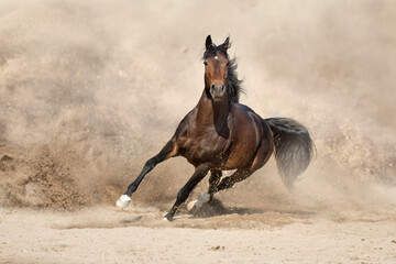 Stallion with long mane run fast against desert dust