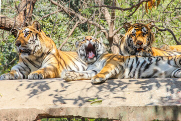 A young Tiger cub yawning, Indian Tiger family sitting on rooftop in jungle and looking for hunt or prey,Indian national animal Tiger Family in zoo park background Image  