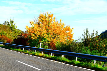 Herbst im Moseltal