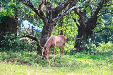 Naklejka na ściany i meble Horse in the woods. State Of Goa. India. November 2020