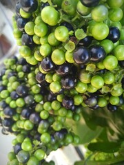 bunch of grapes