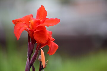 red flower in the garden