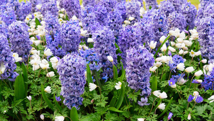 Obraz premium blue hyacinth flowerbed