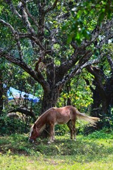 Naklejka na ściany i meble Horse in the woods. State Of Goa. India. November 2020