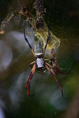 spider on the web