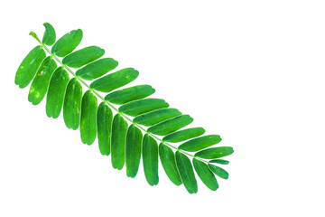 Green leaves on white background. - 390447602