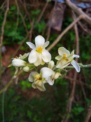 Obraz premium flowers