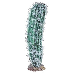 watercolor illustration of a long cactus with many thorns